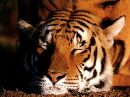 sfondi animali gratis teneri cuccioli cani gatti uccelli esotici aquila reale tigre leone ghepardo leopardo gazzella