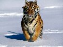 sfondi animali gratis teneri cuccioli cani gatti uccelli esotici aquila reale tigre leone ghepardo leopardo gazzella